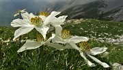 SENTIERO DEI FIORI ‘Claudio Brissoni’ ad anello da Capanna 2000 il 9 luglio 2020 - FOTOGALLERY